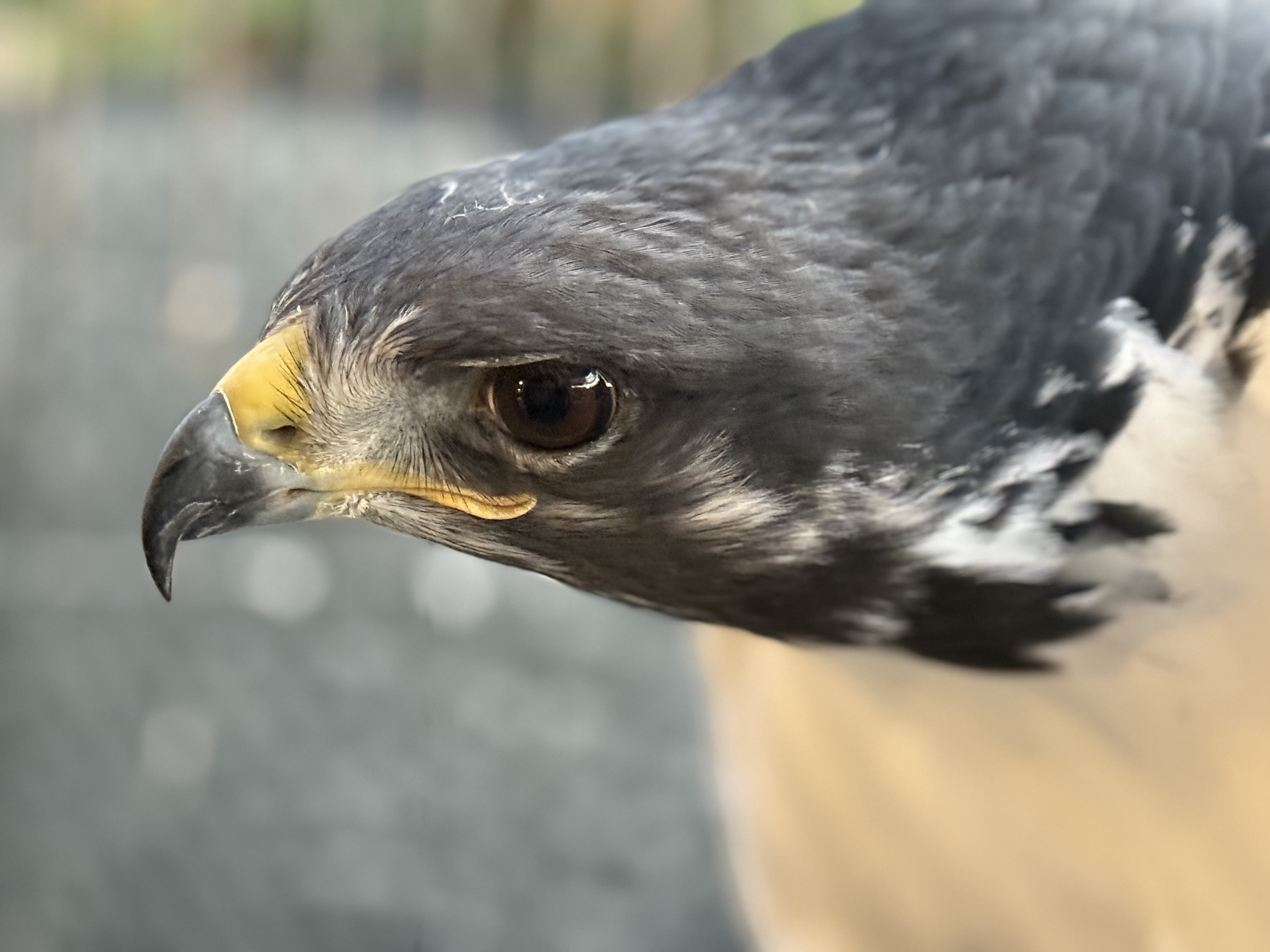 Owl ambassador at Northwest Wildlife Sanctuary