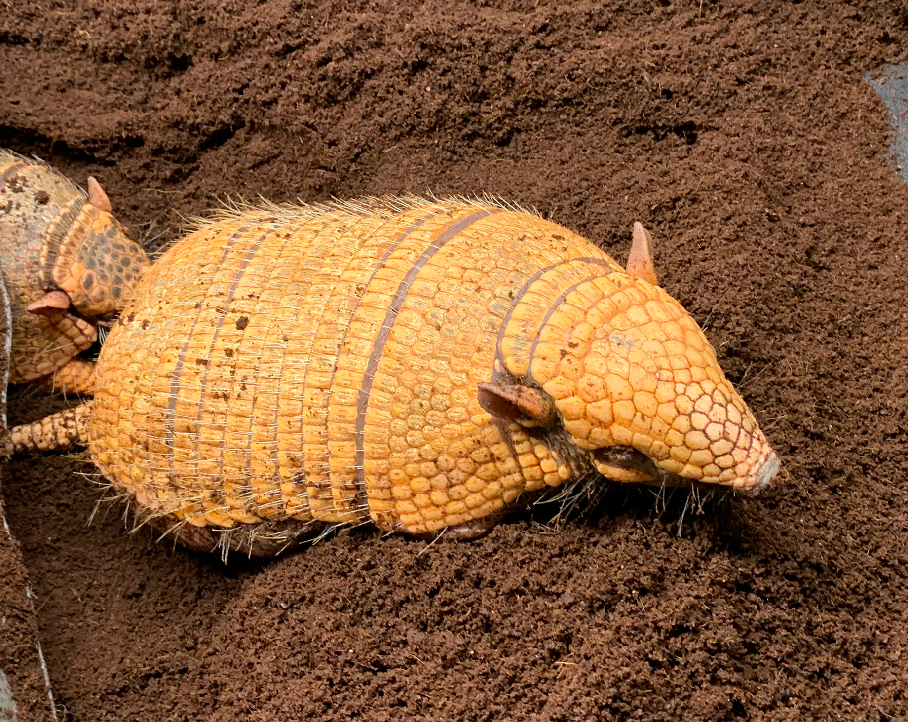 Armadillo at Northwest Wildlife Sanctuary