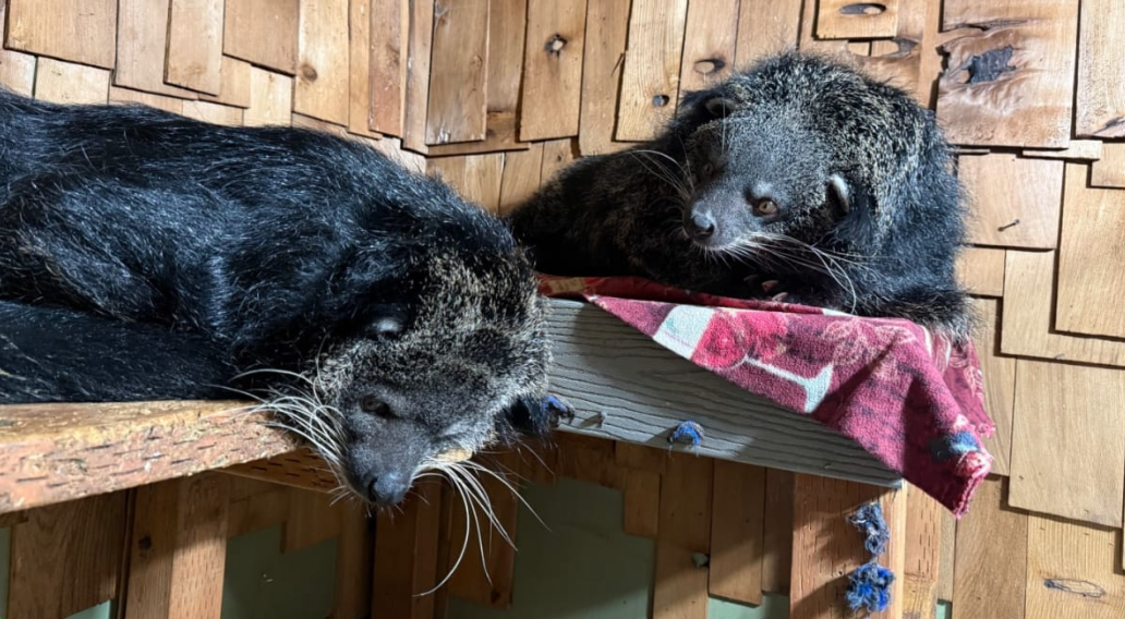 Binturong Duo at Northwest Wildlife Sanctuary