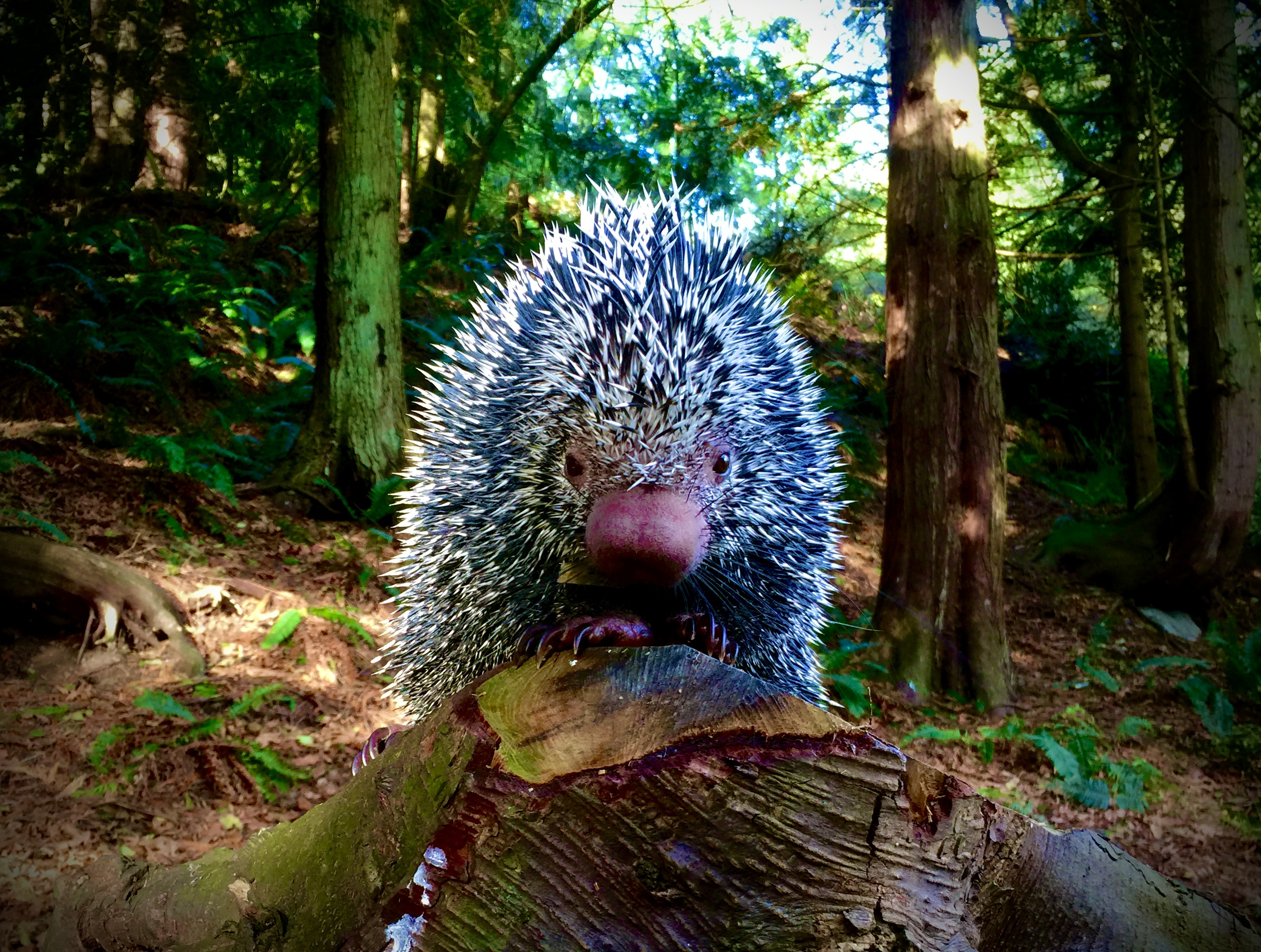 Brazilian Porcupine at Northwest Wildlife Sanctuary