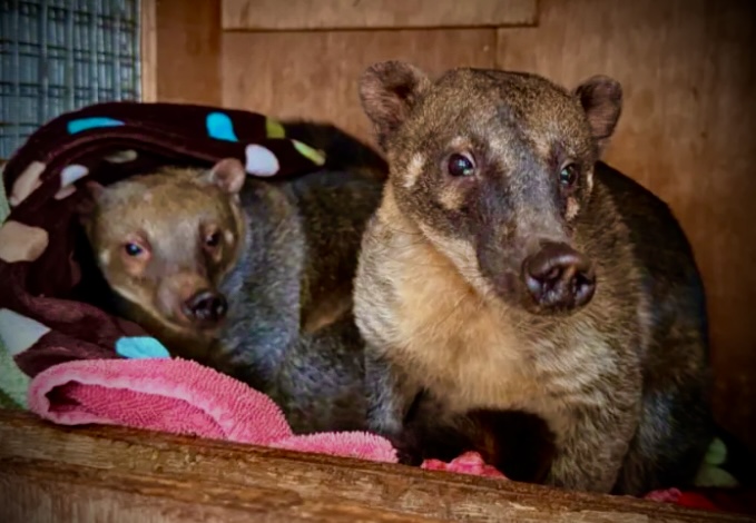 Coatimundi Duo at Northwest Wildlife Sanctuary