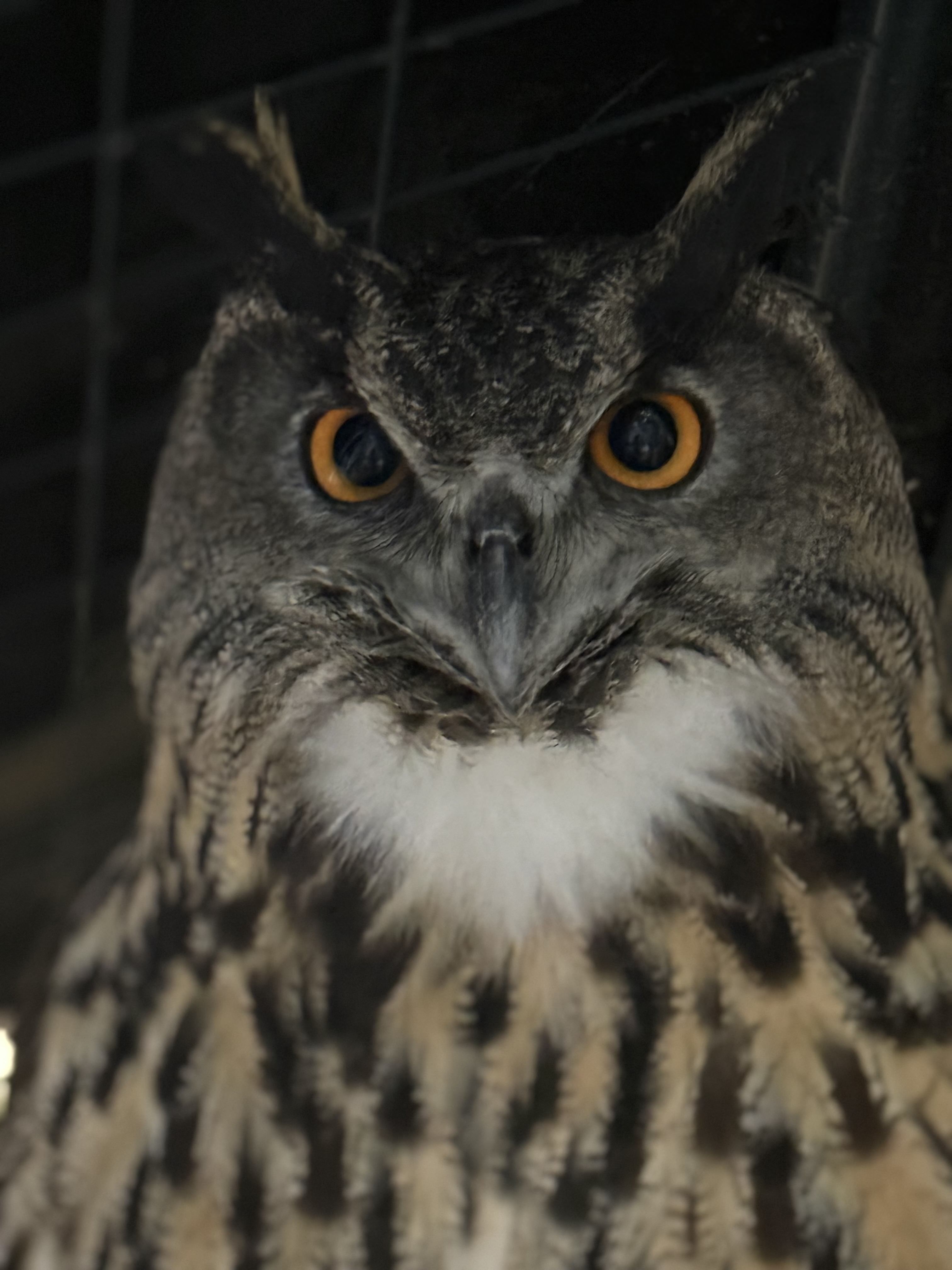 Eagle-owl at Northwest Wildlife Sanctuary