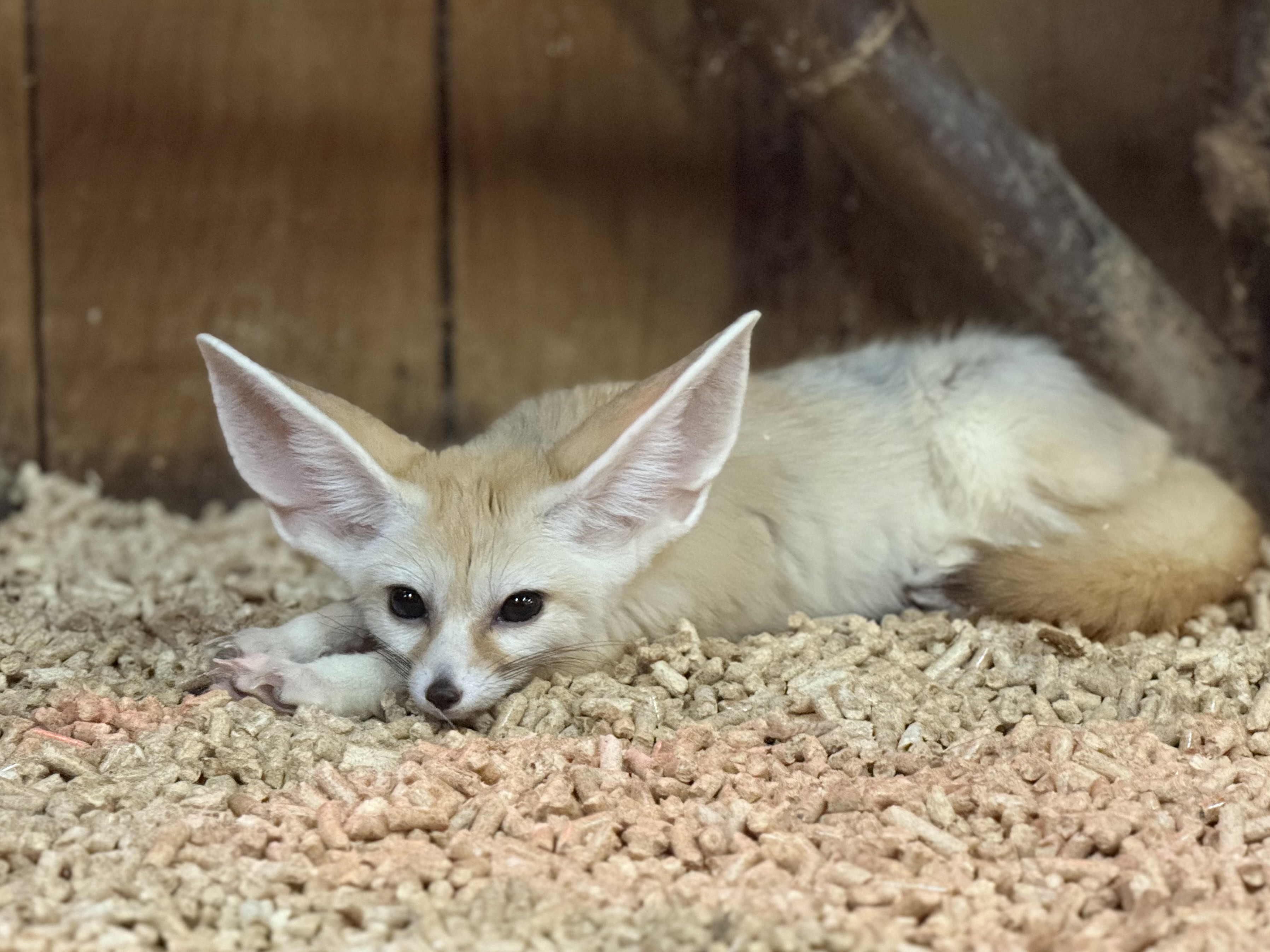 Fennec Fox at Northwest Wildlife Sanctuary