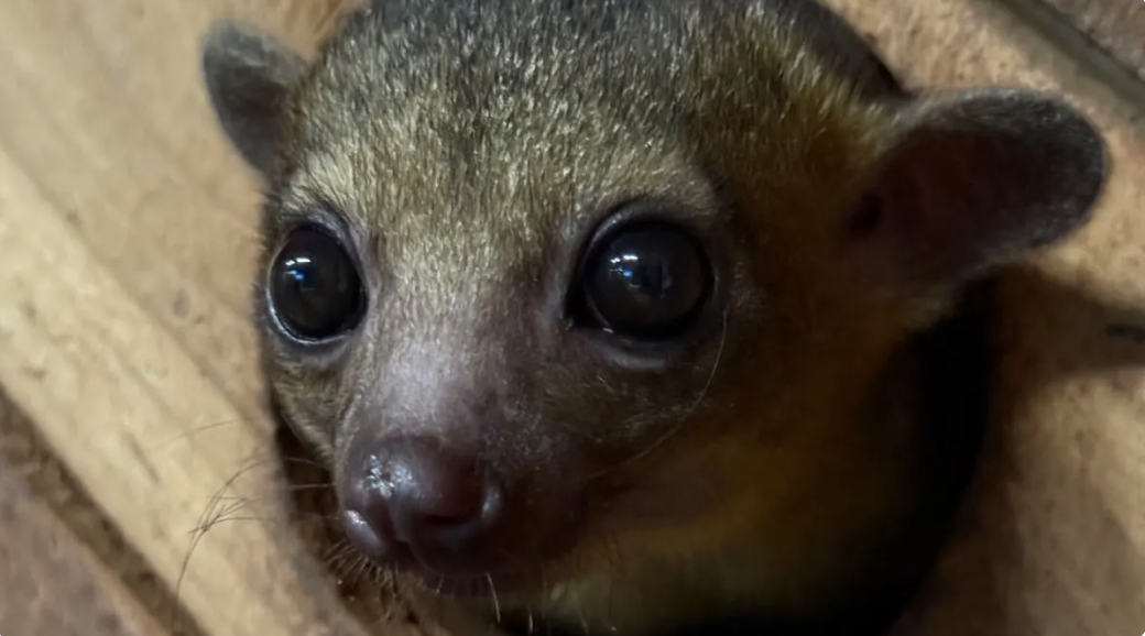 Kinkajou at Northwest Wildlife Sanctuary