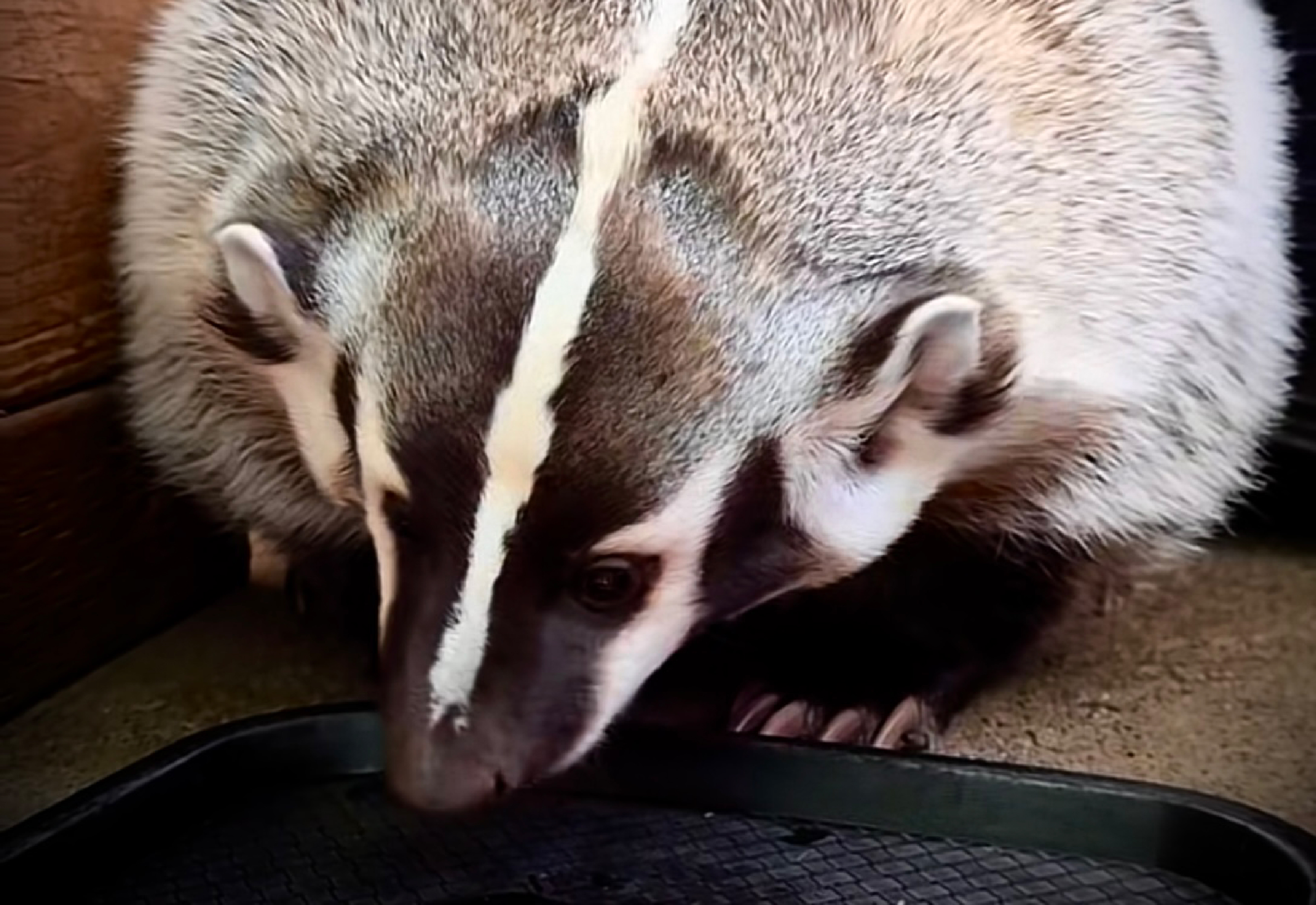 Badger at Northwest Wildlife Sanctuary