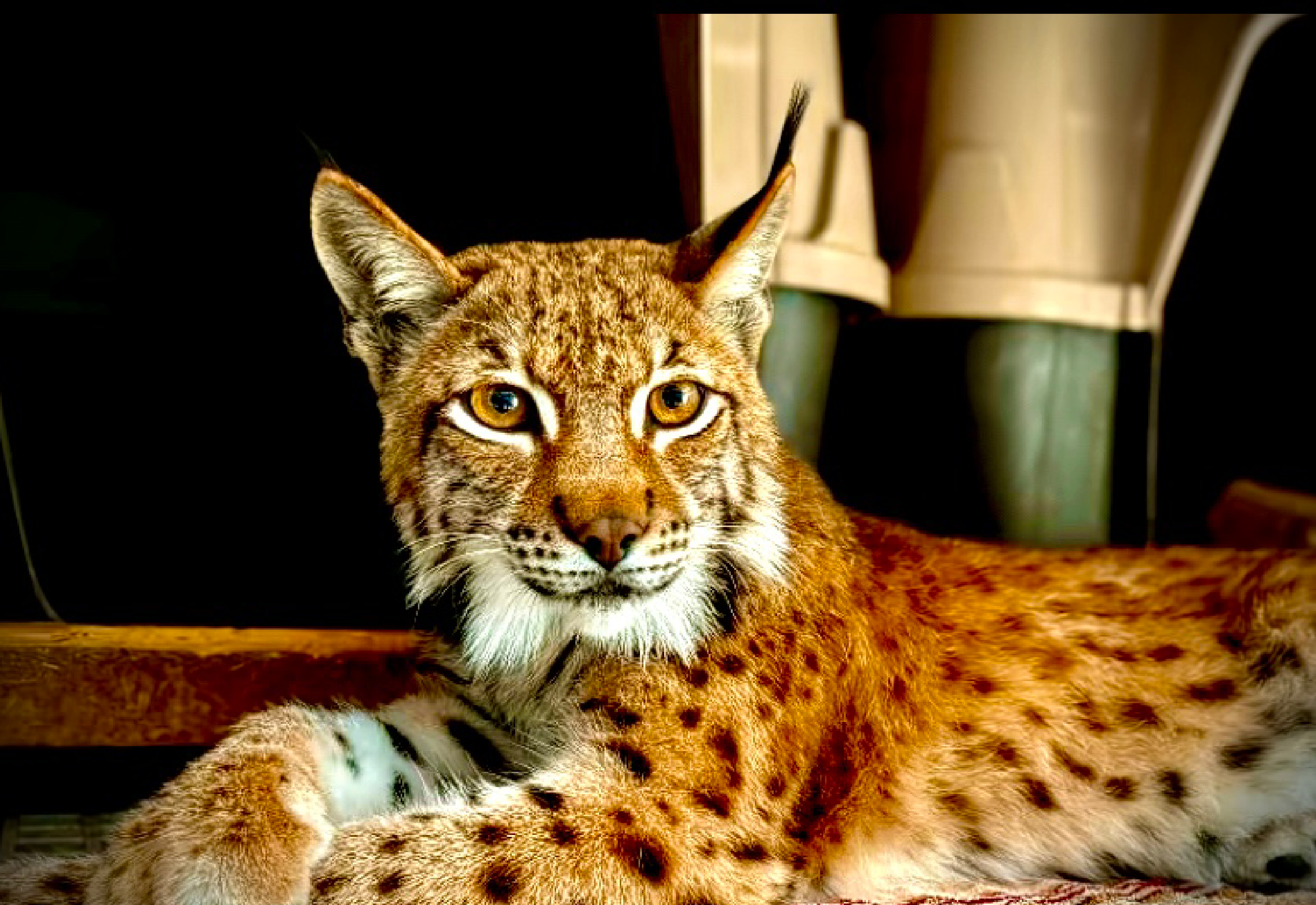 Siberian Lynx at Northwest Wildlife Sanctuary