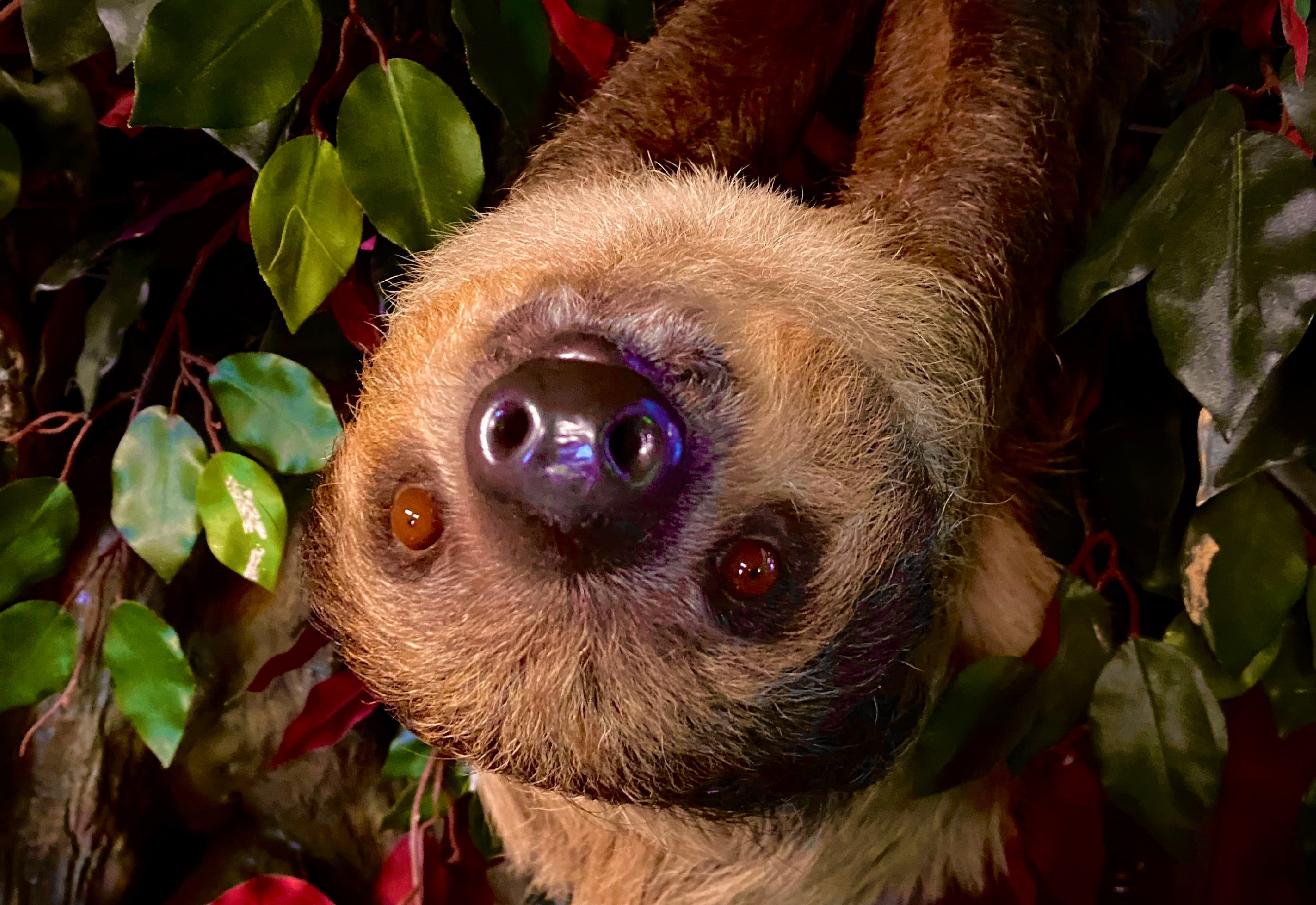 Two-toed Sloth at Northwest Wildlife Sanctuary