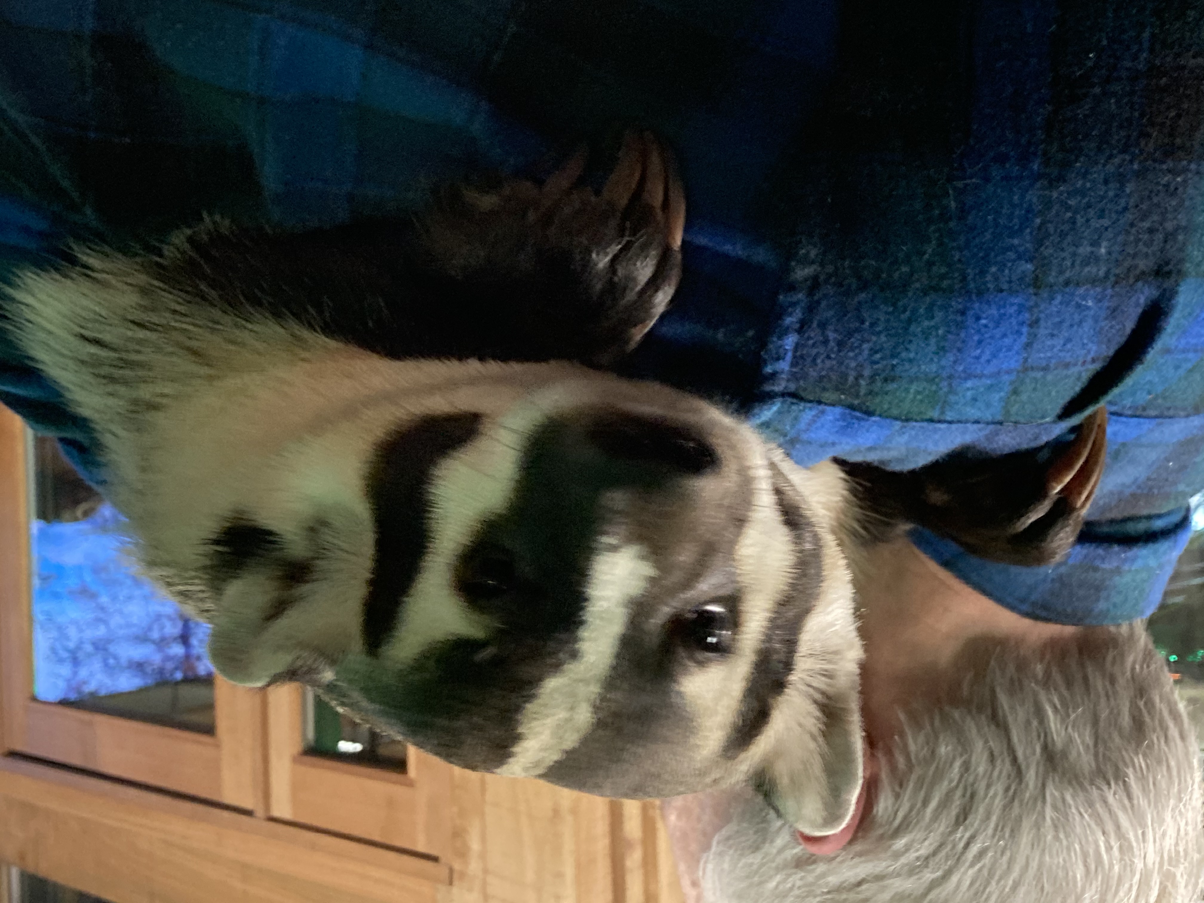 badger laying on Dave's shoulder