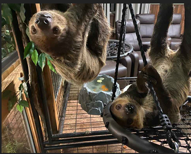 sloth hanging on a tree