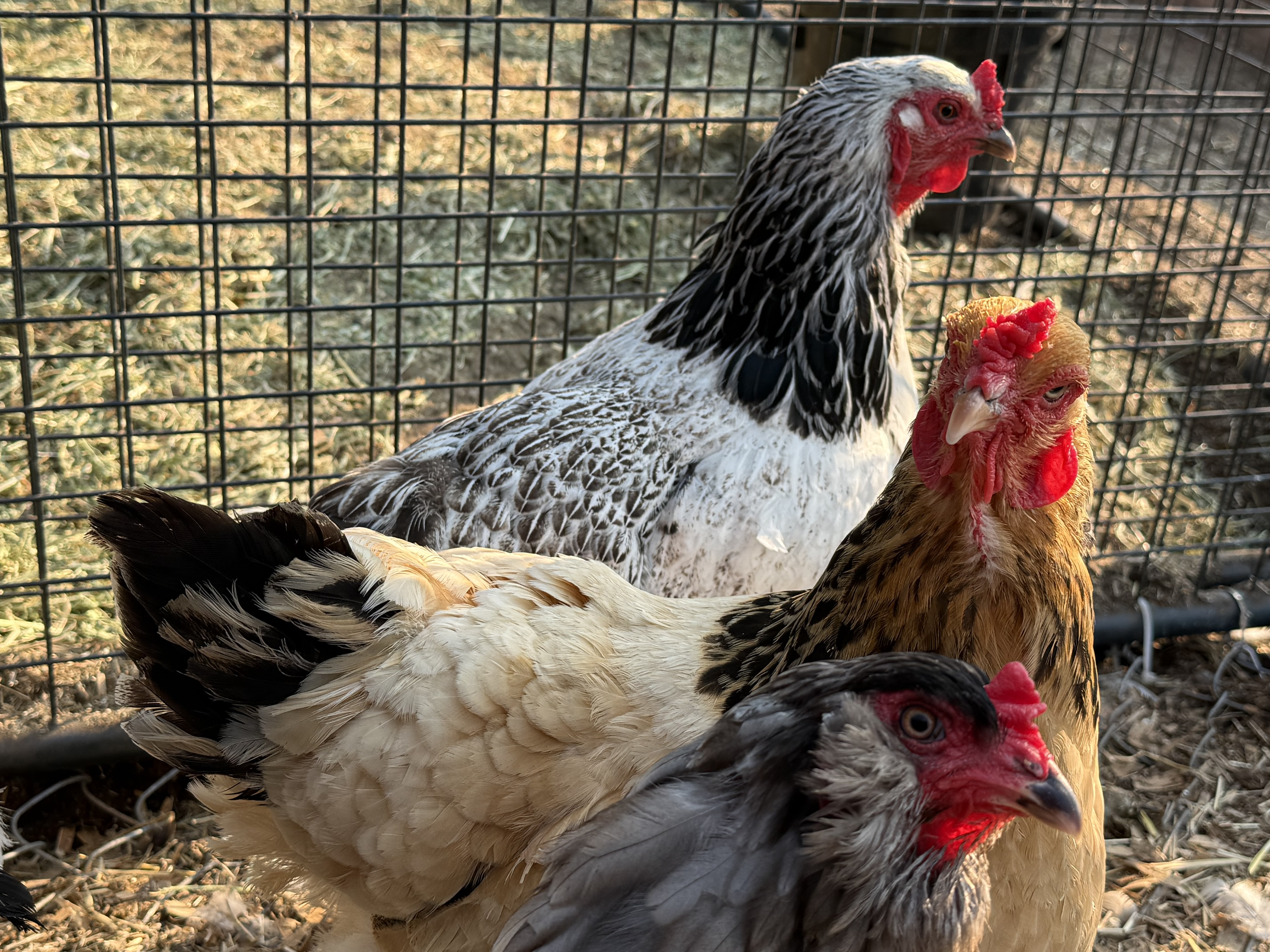 Happy Hens Coop
