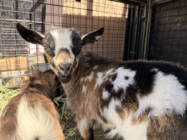 Goat Playground
