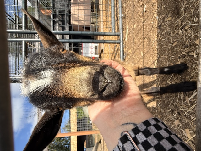 Goat Playground