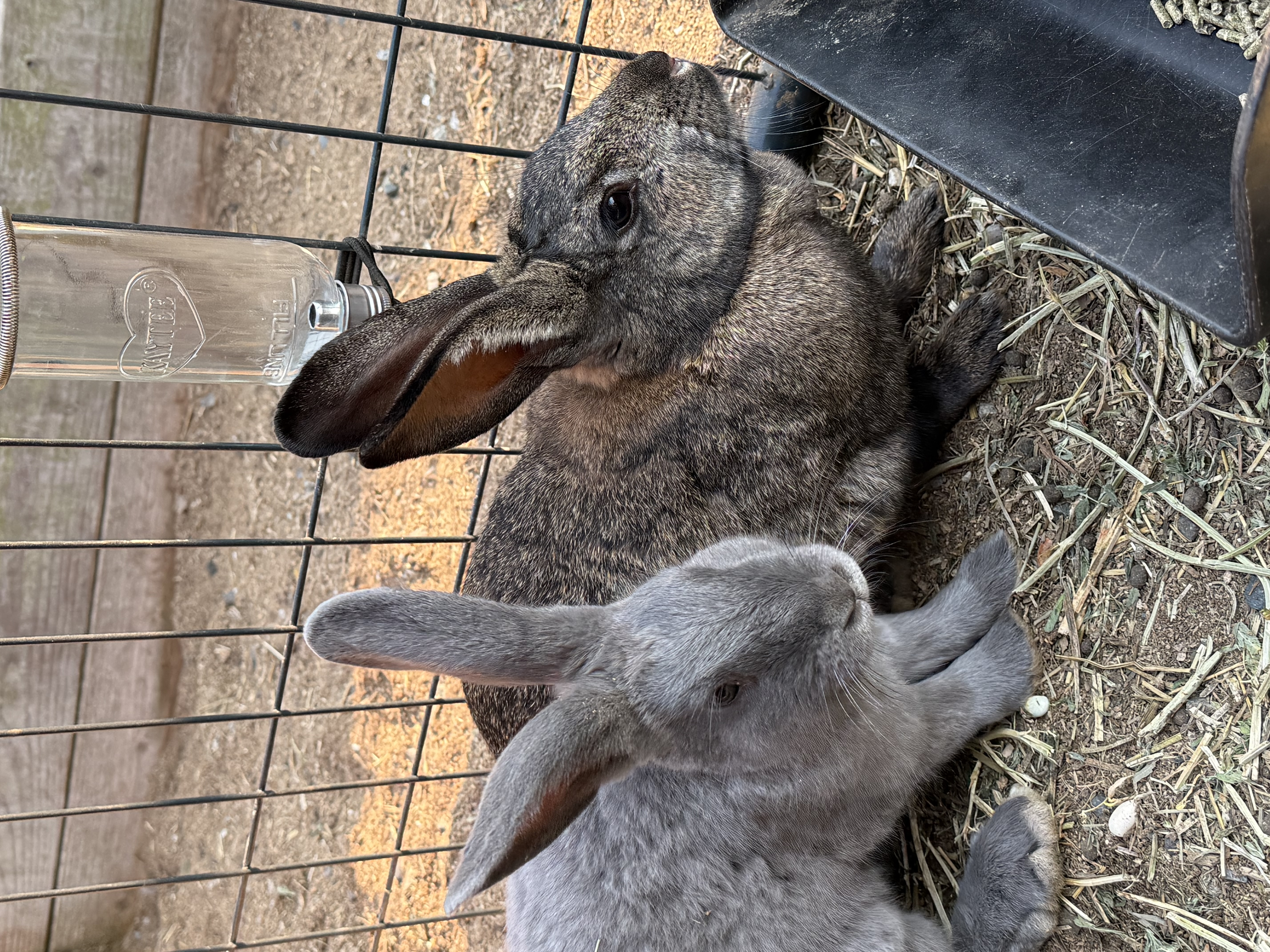 Rabbit Burrow