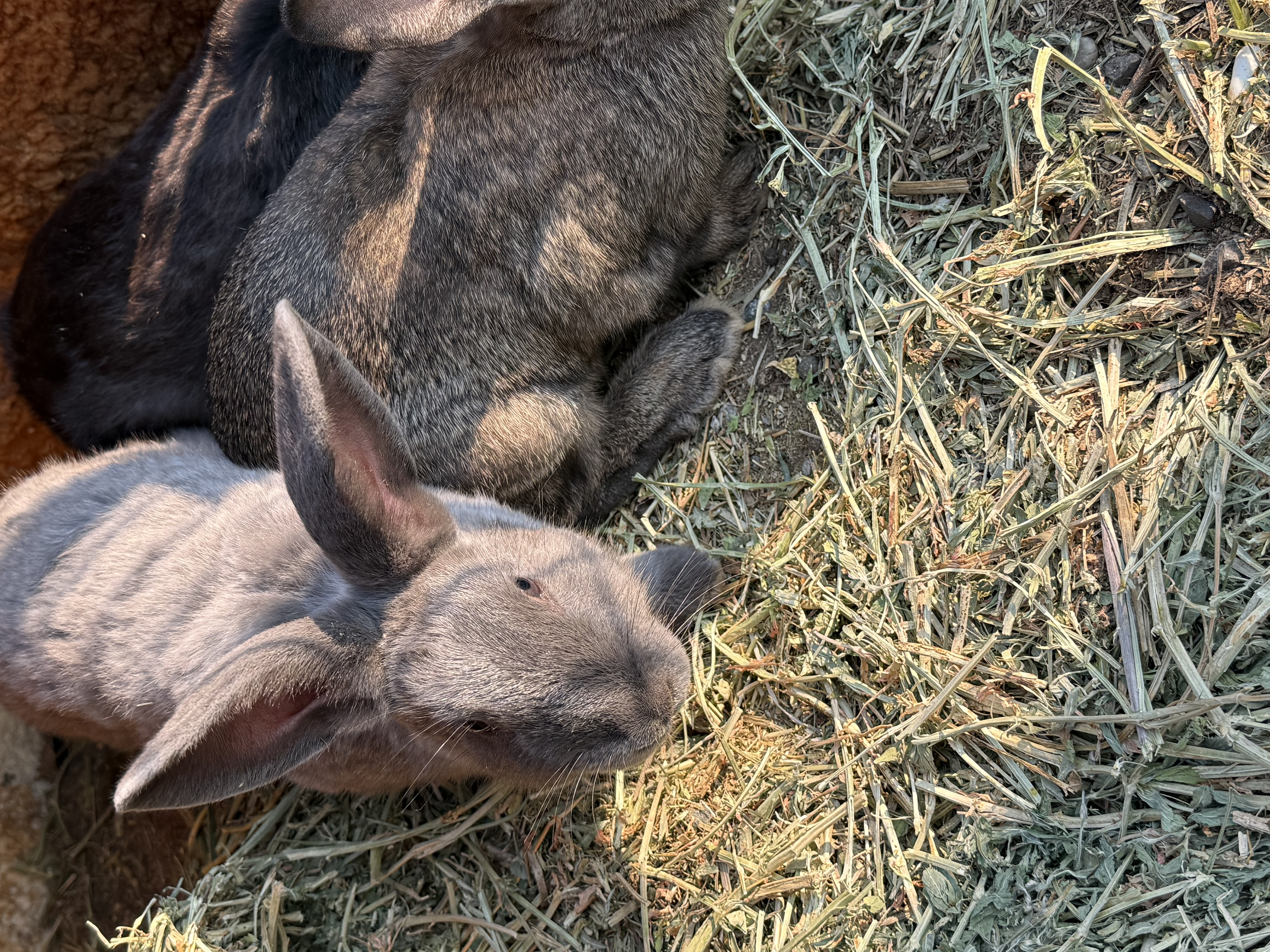 Rabbit Burrow