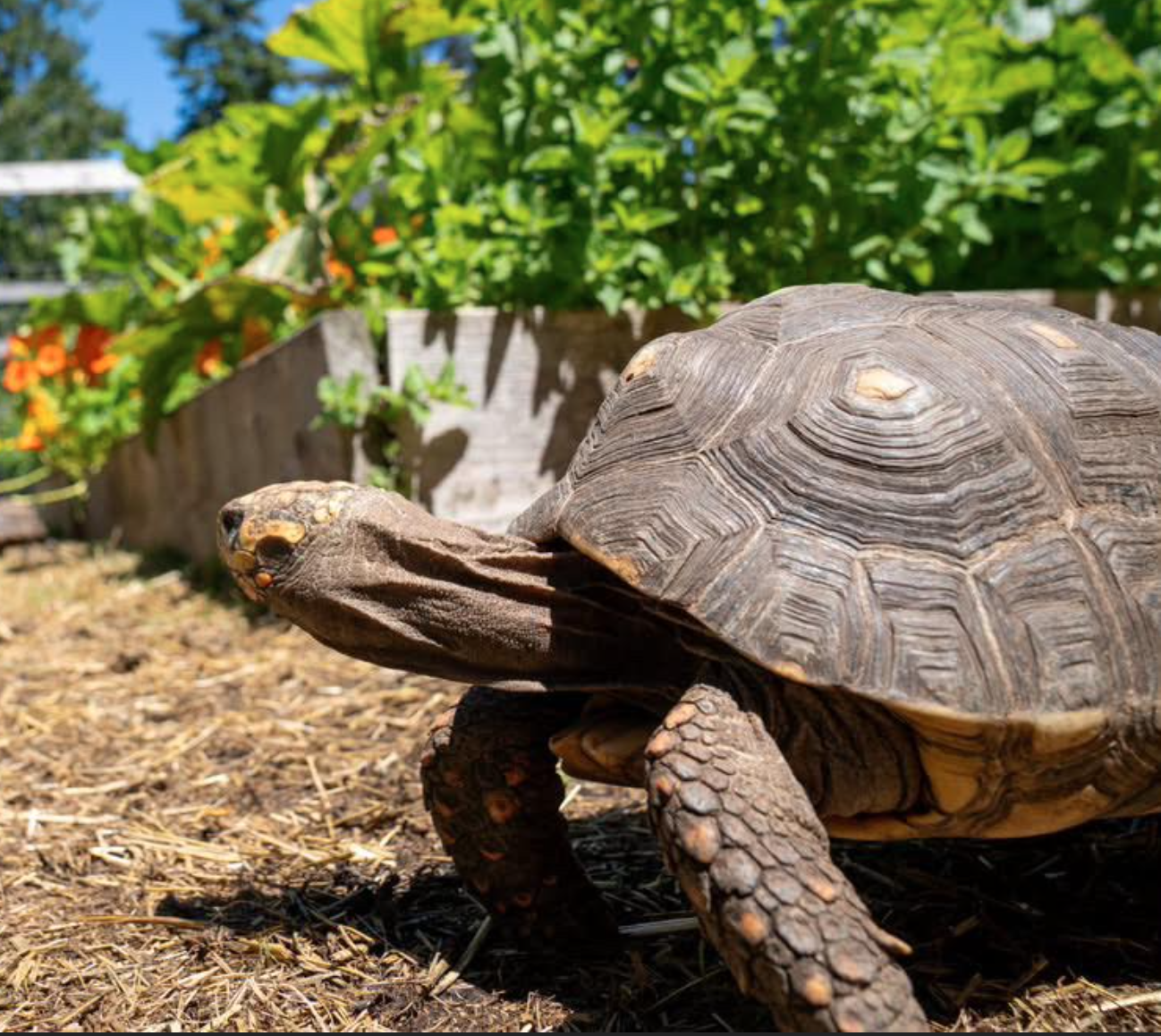 Box Turtle