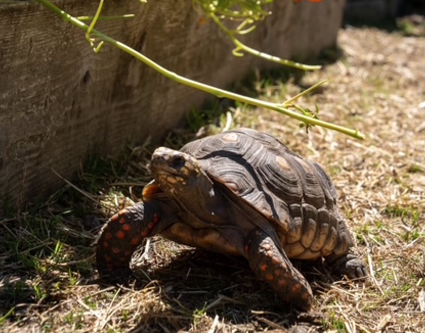 Box Turtle