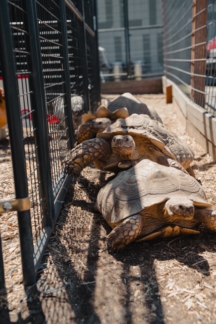 Box Turtle