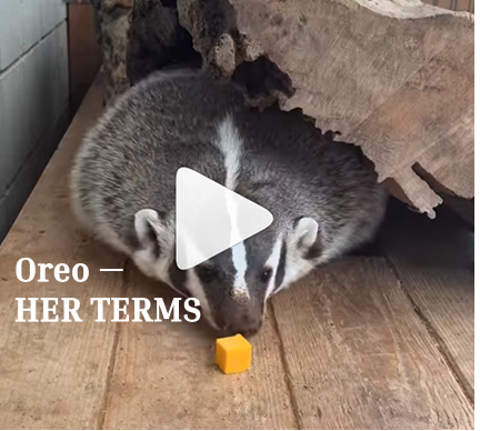 Oreo Instagram video