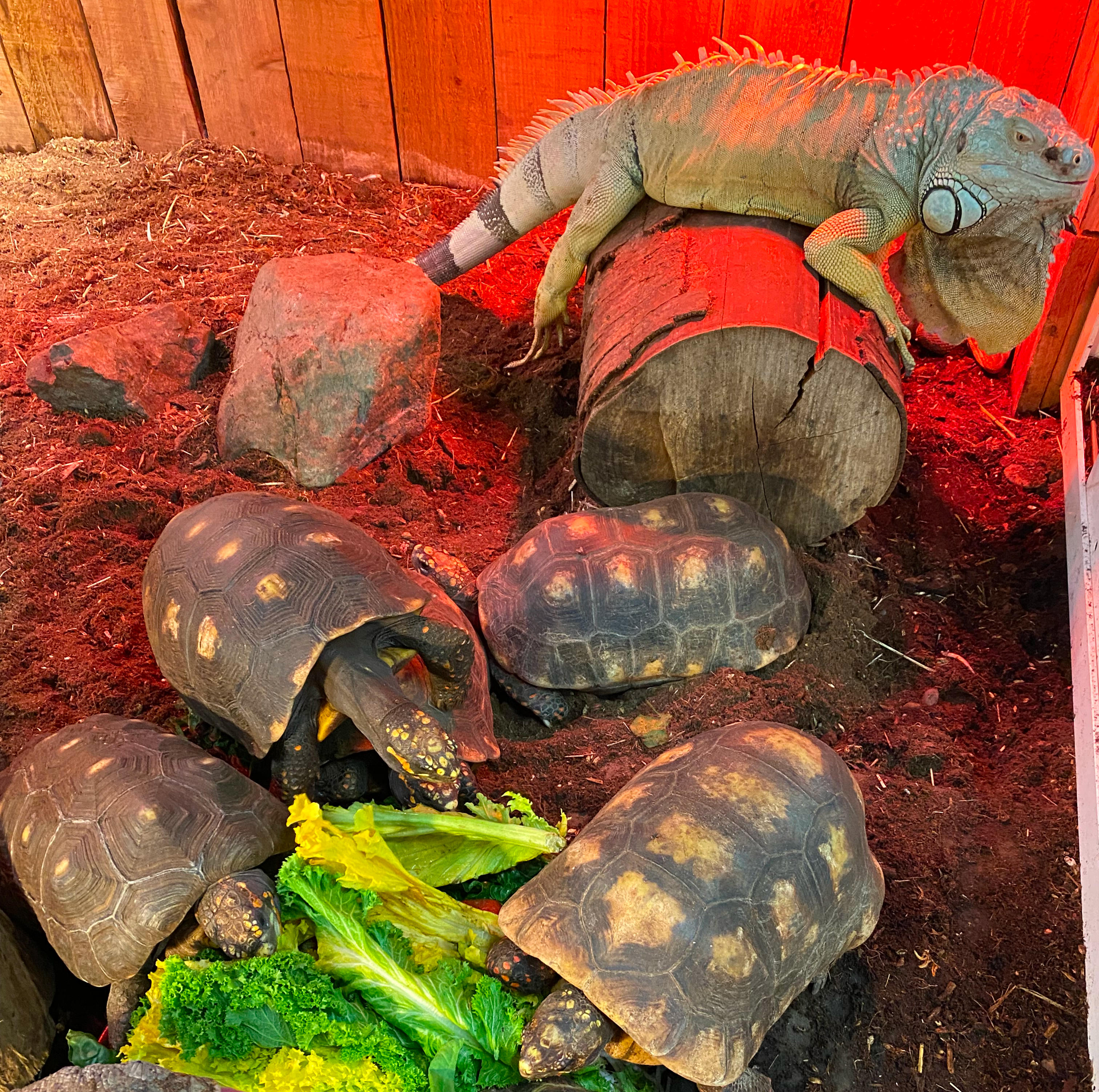 Turtle with lizzard (2020)